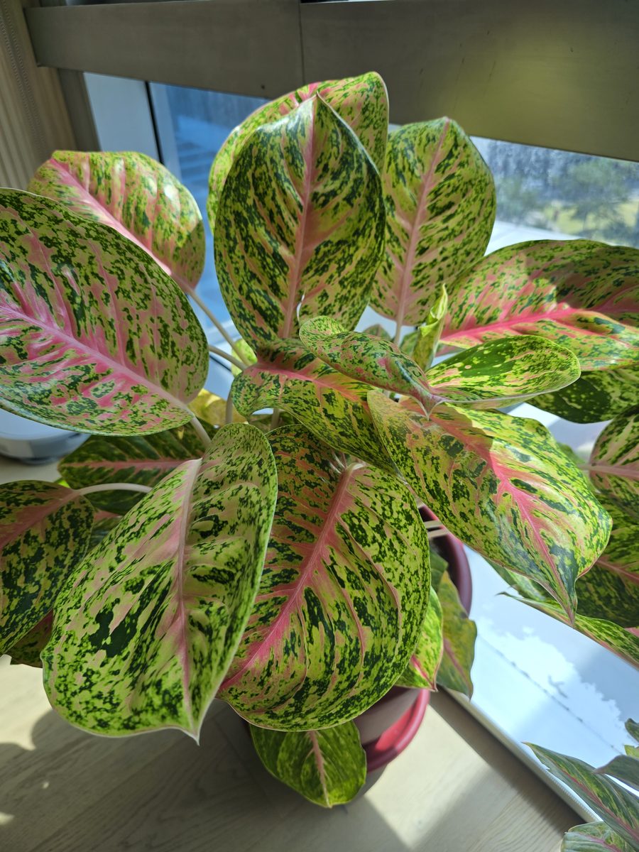 Close-up of speckled pink and green Pink Lady leaves