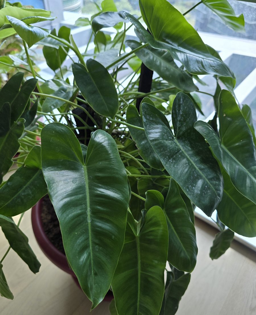 Close-up of glossy, arrow-shaped philodendron leaves