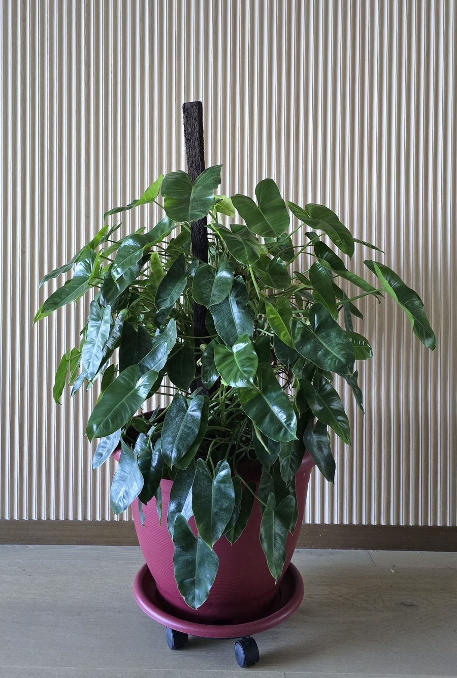 Philodendron climbing a moss pole in a pot on wheels