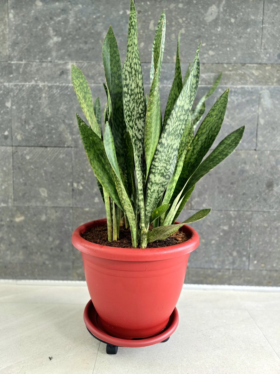 Snake plant with tall, mottled green leaves in a pot on wheels