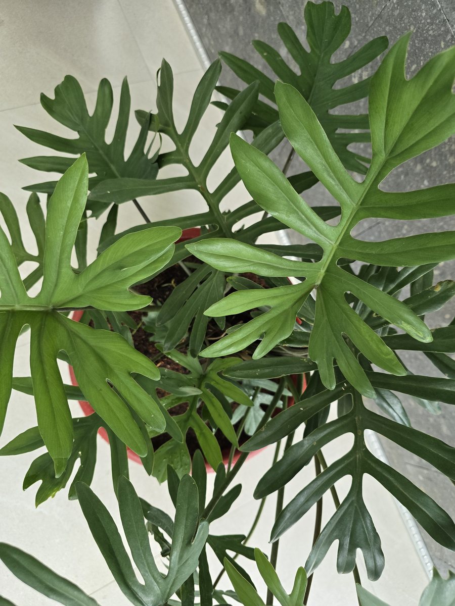 Close-up of the split-leaf philodendron's deeply lobed leaves